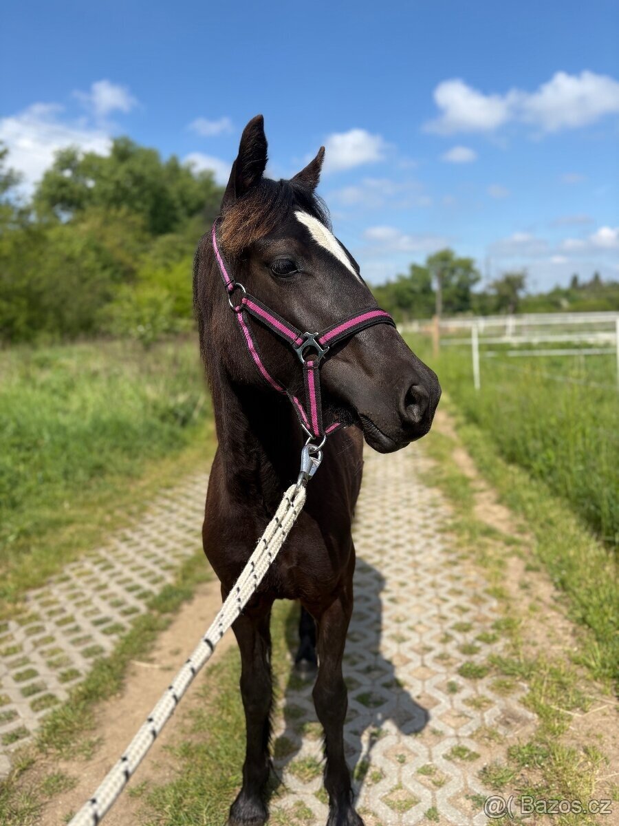 Welsh part bred klisna s PP - 8