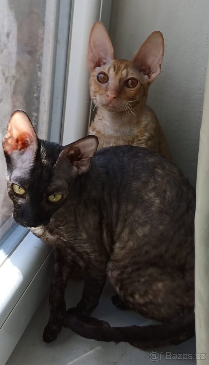 Koťata Cornish Rex s PP - 8