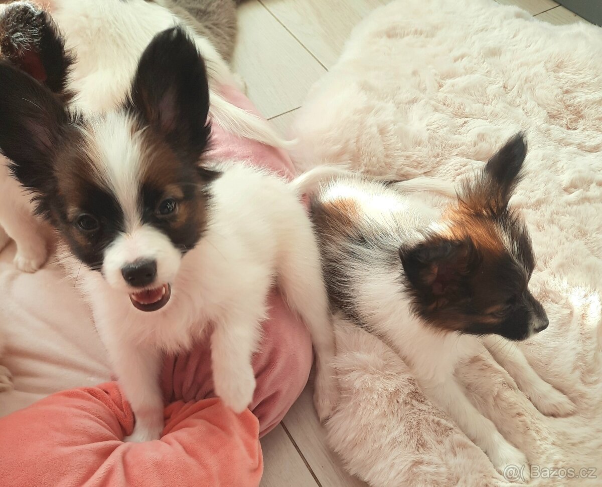 Papillon s PP-pejsek - 8