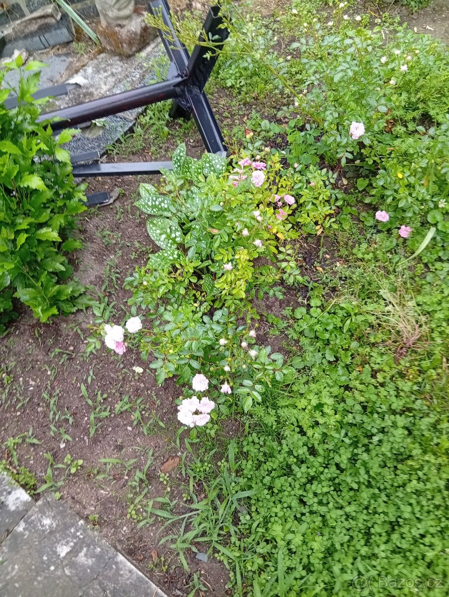Angrešty, selské muškáty,brsleny - 8
