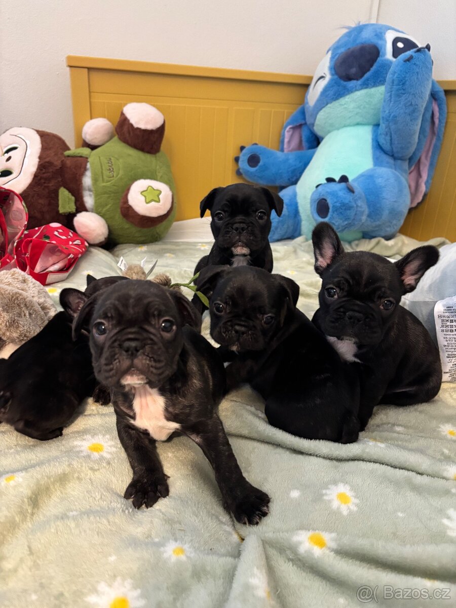 Francouzský buldoček - 8