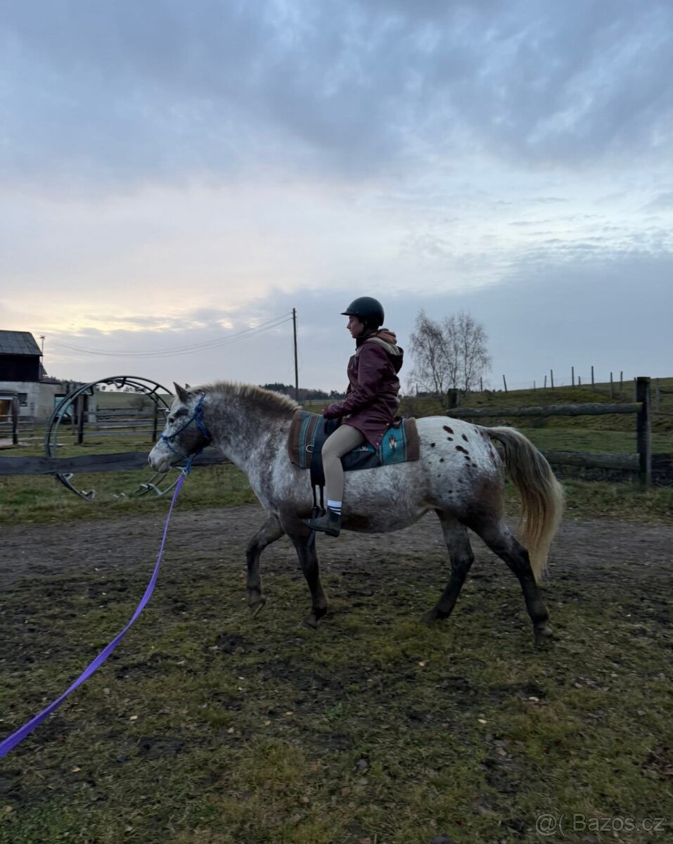 14 letá Appaloosapony - 8