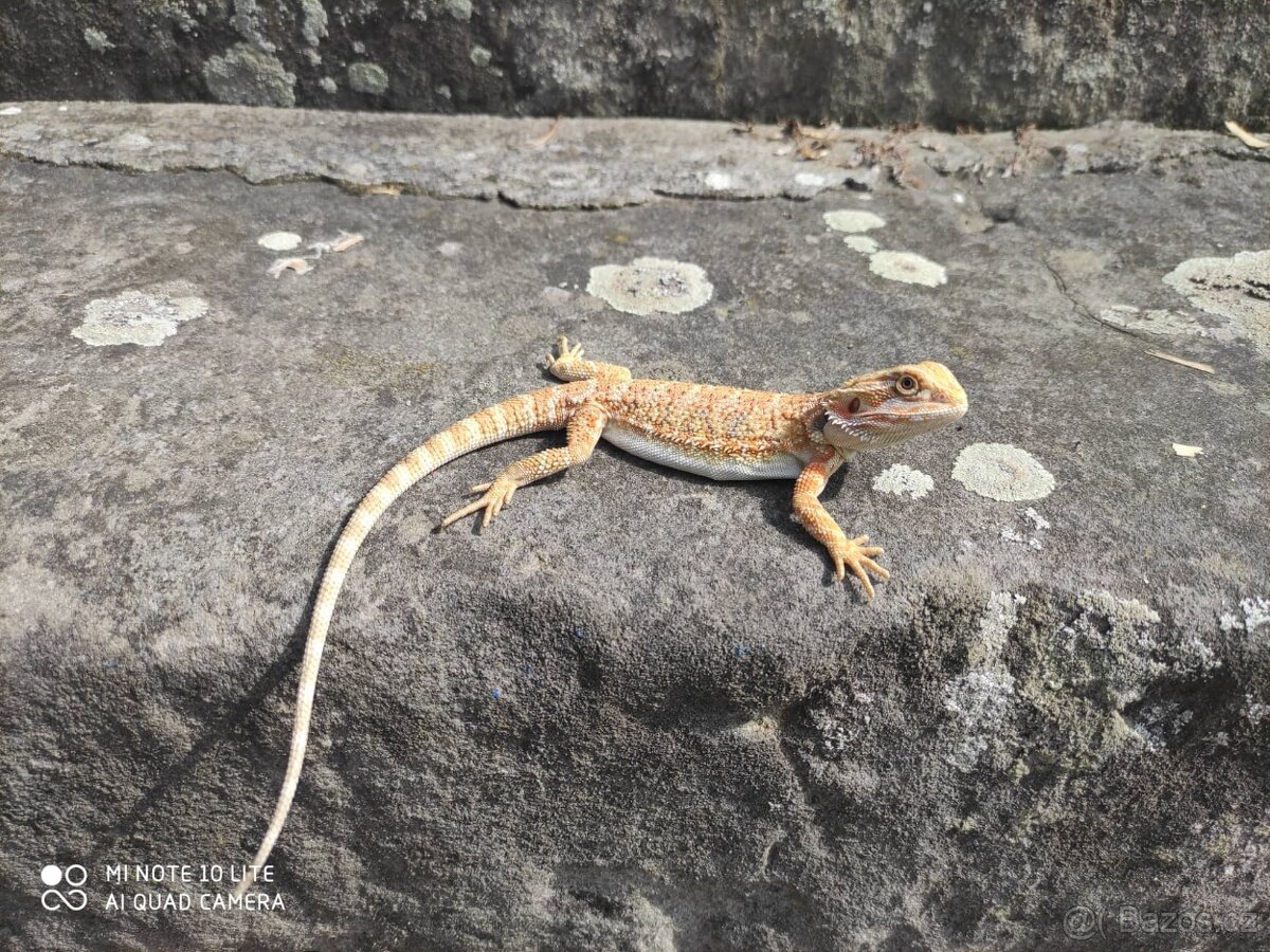 agama vousatá, terárium - 8