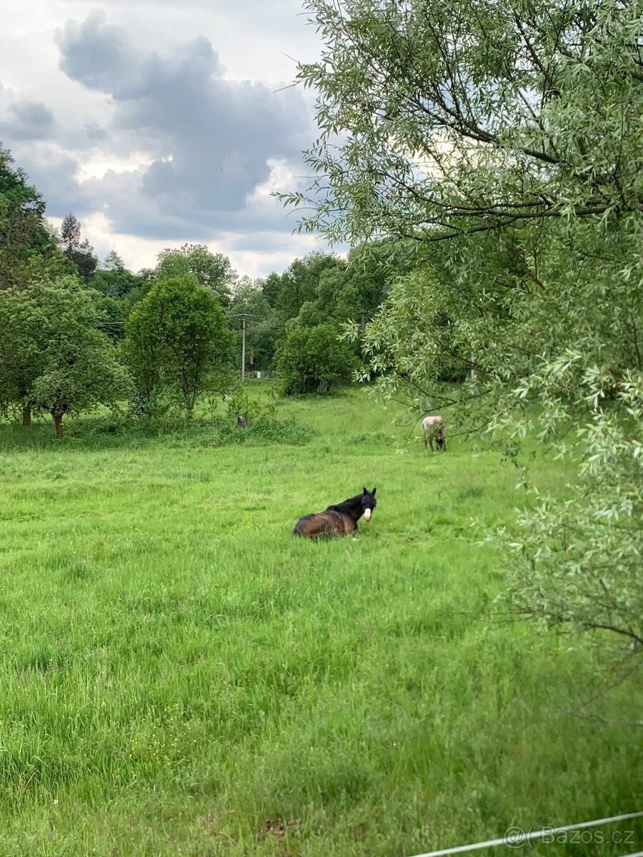 Nabízím netradiční ustájení 24/7 - 8
