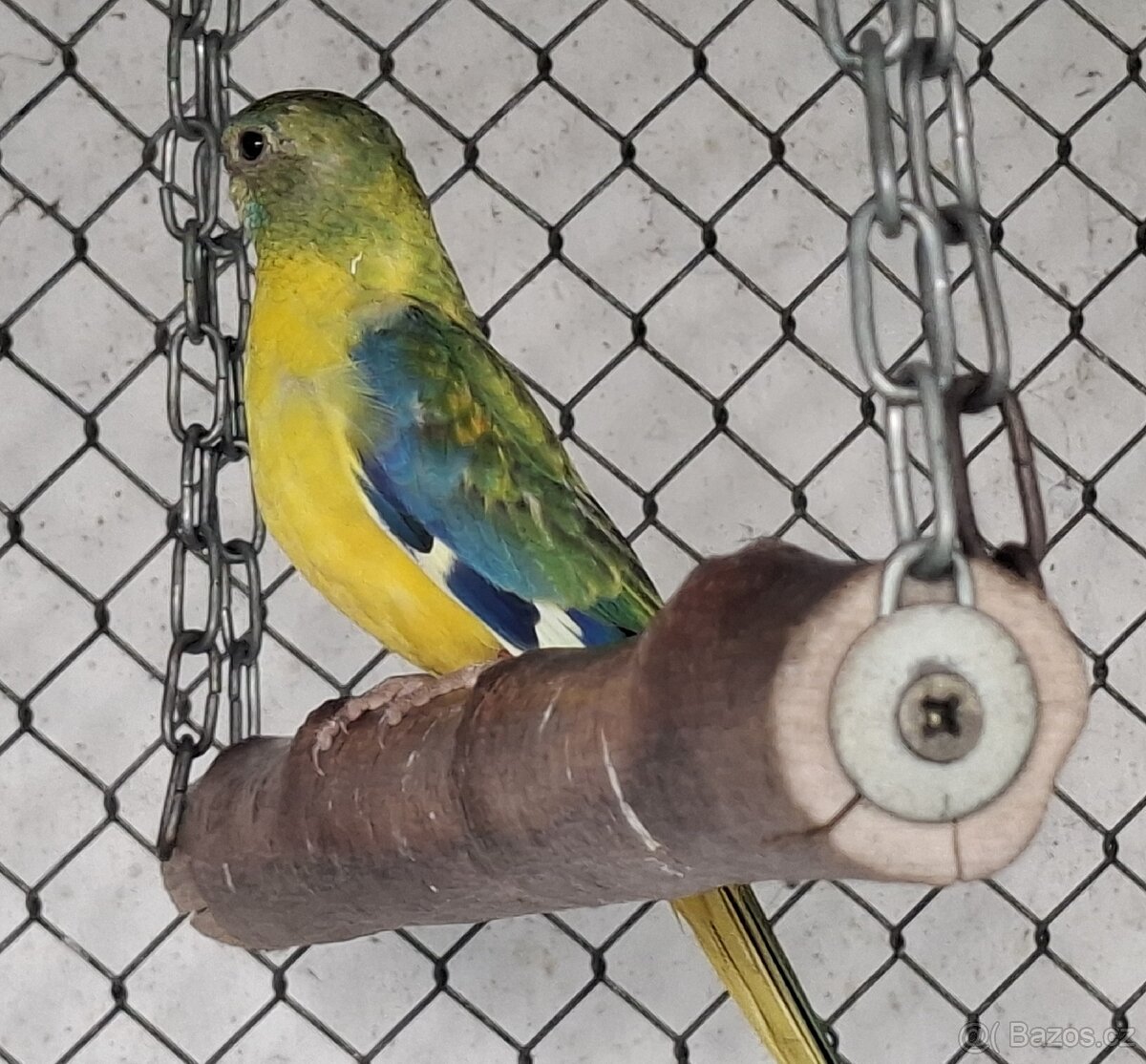 Neoféma tyrkysová žltobruchý opalín - 8