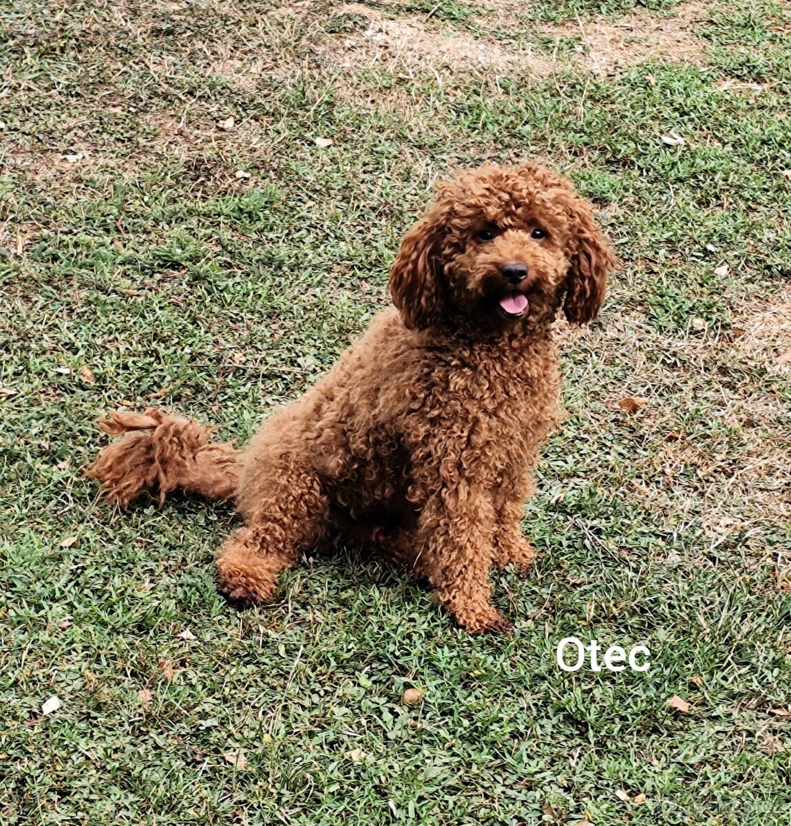 Cavapoo - 8
