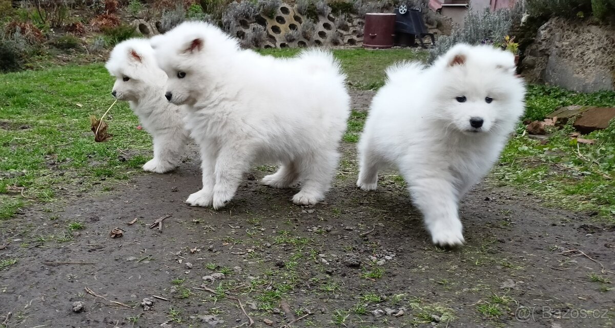 Štěňátka samojeda s PP - 8