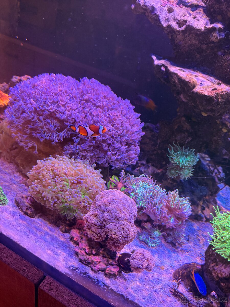 Morské Akvárium 170x60x60 - 8