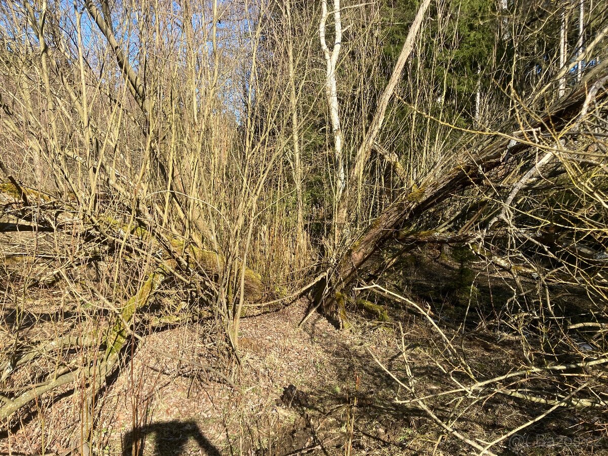 Daruji dřevo - STÁLE AKTUÁLNÍ - 8