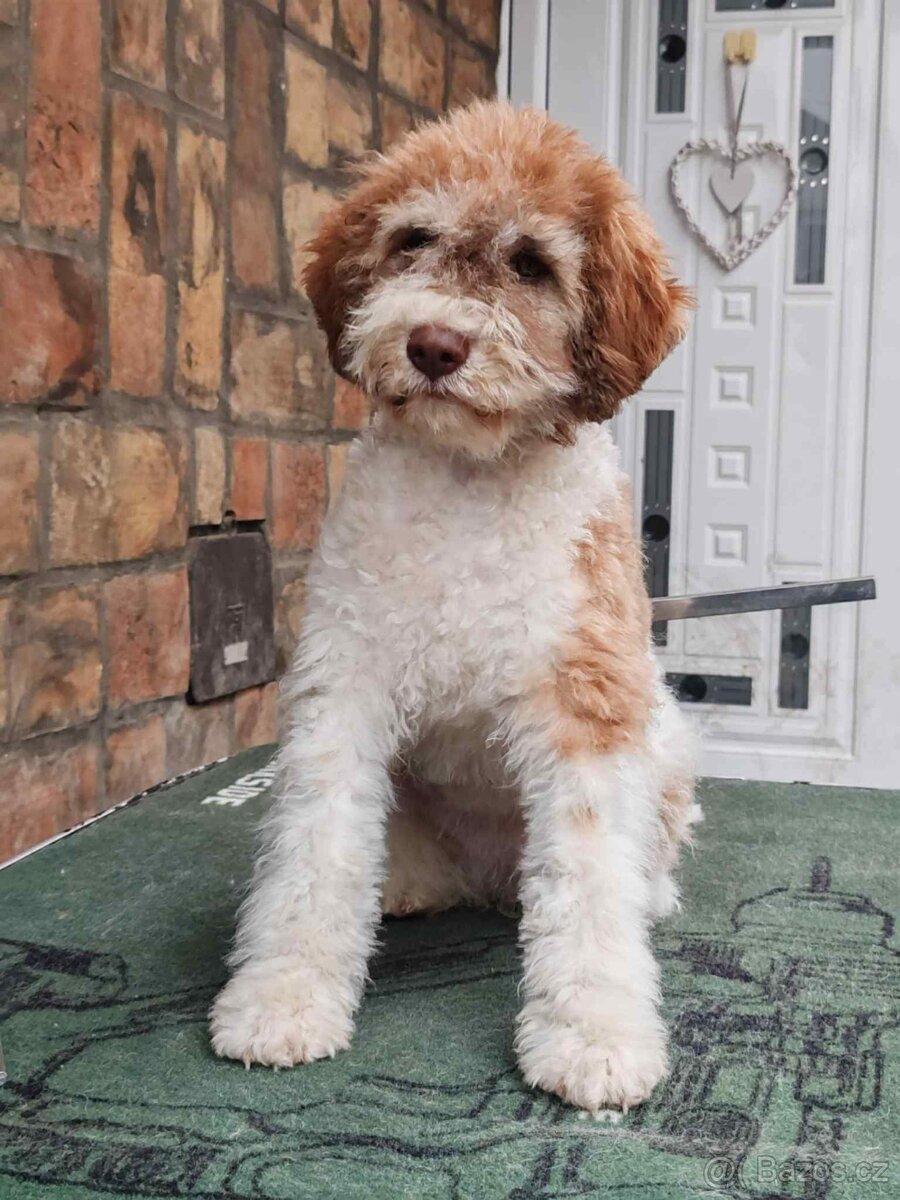 Šteňátka Lagotto Romagnolo - 8