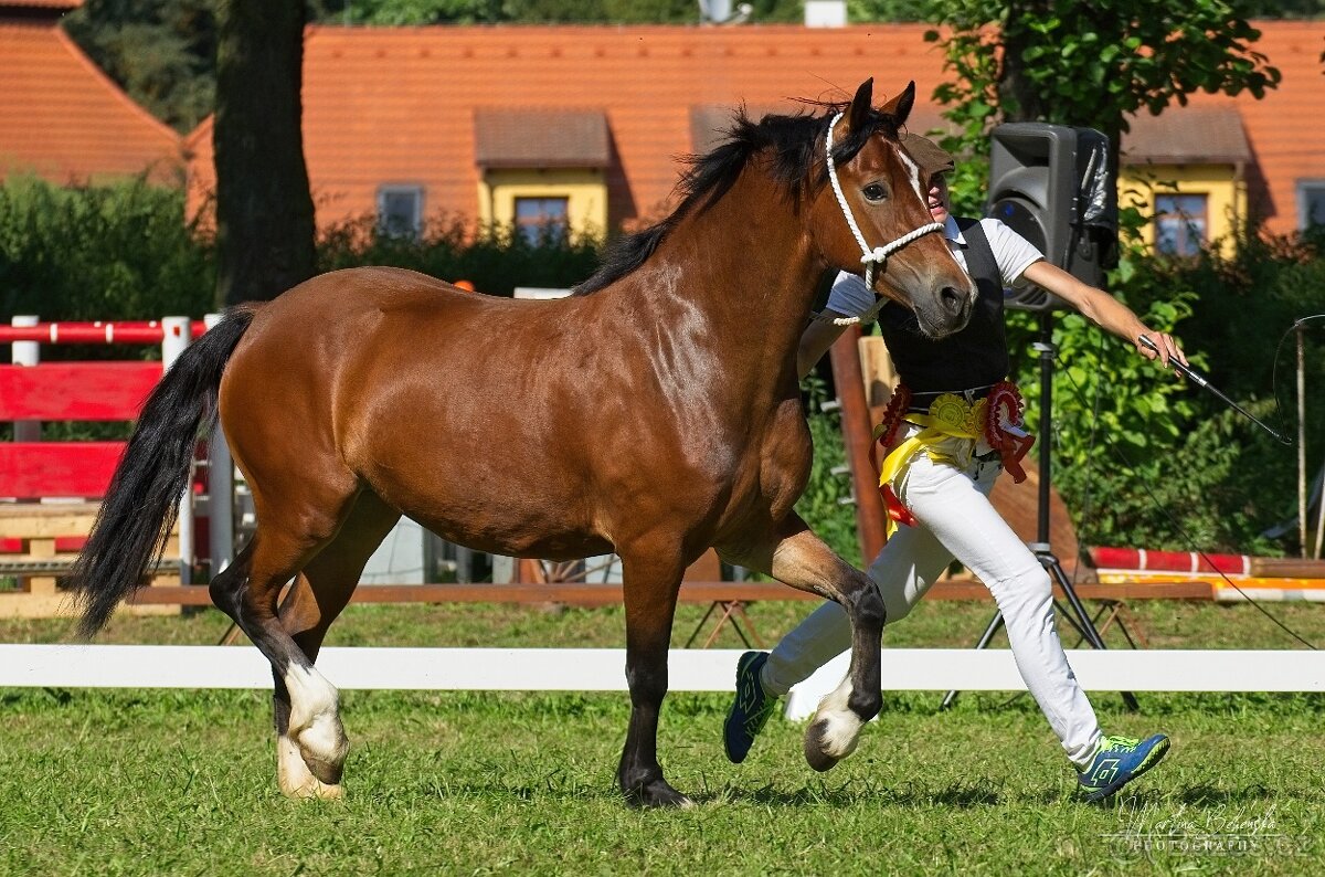 Welsh Cob klisna - 1,5 roku - 8