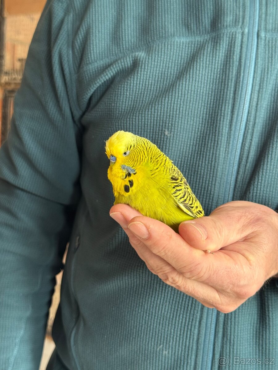 Andulky krotké a ochočené - 8