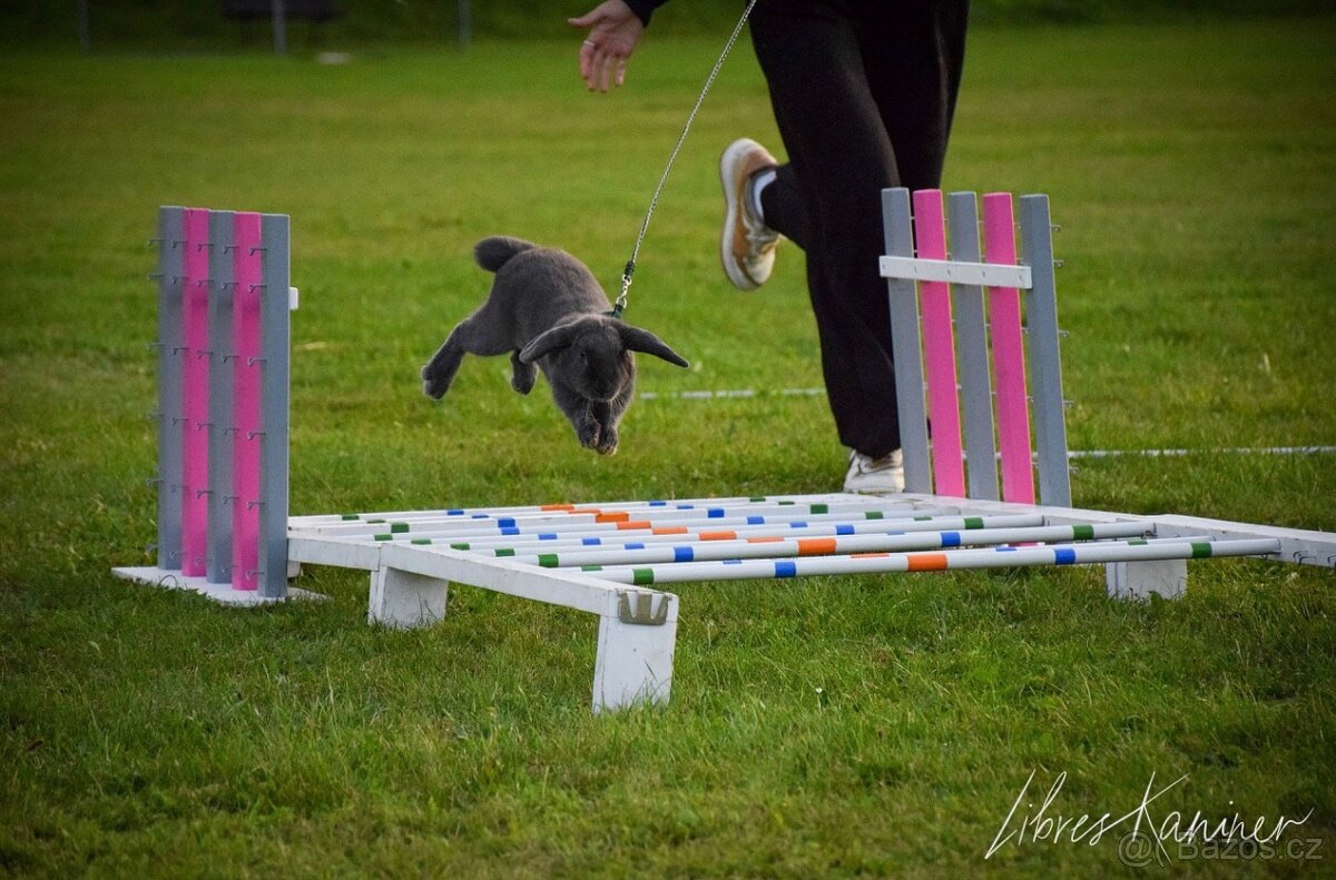 Nabízím předváděcí akci králičího hopu - 8