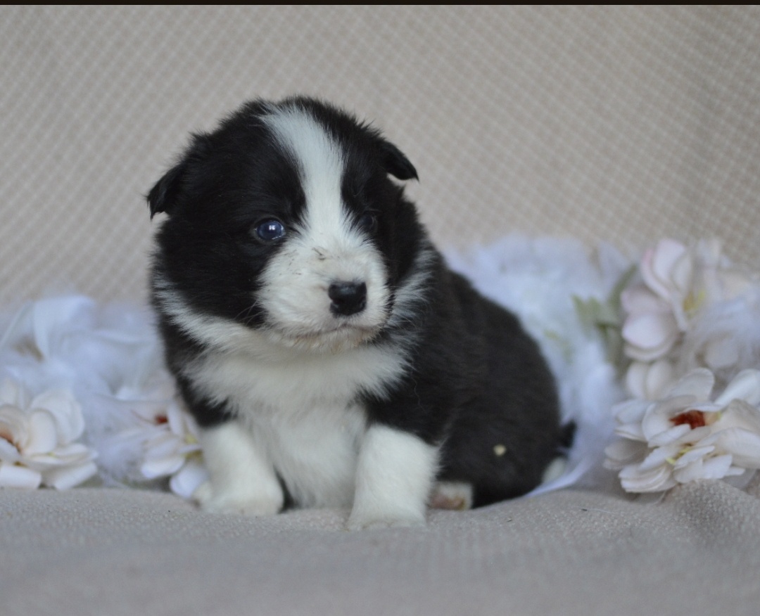 Border kolie s PP - 8