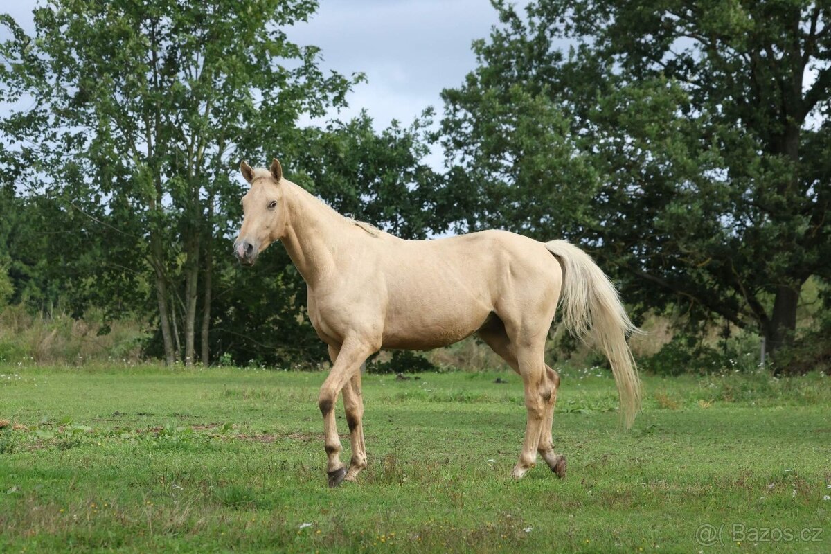 Prodám hřebce Kůň Kinský, - 8