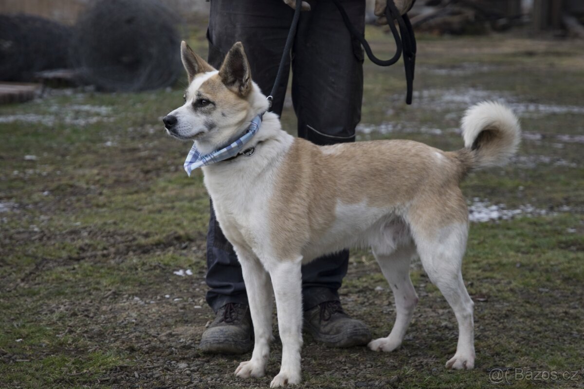 Flint hledá domov - 8