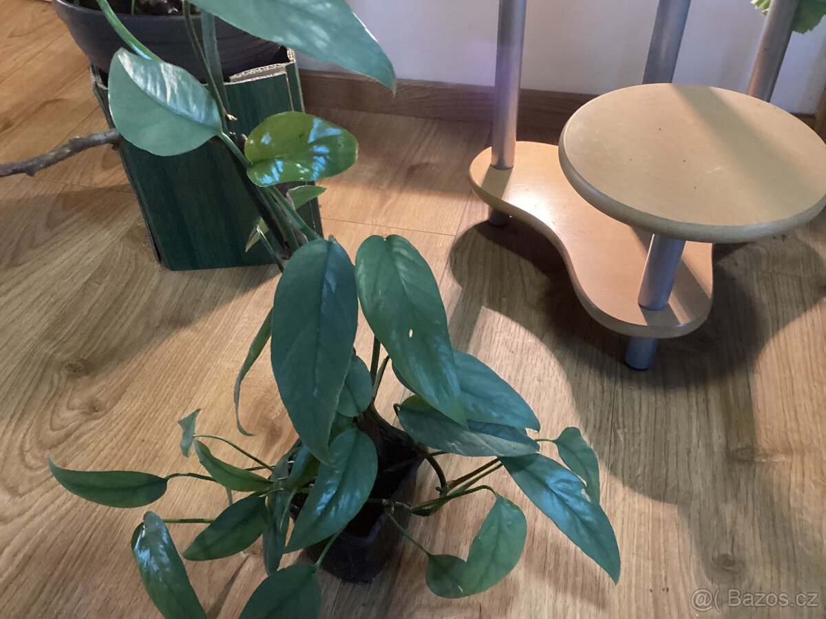 Potosy, Monstera minima - 8