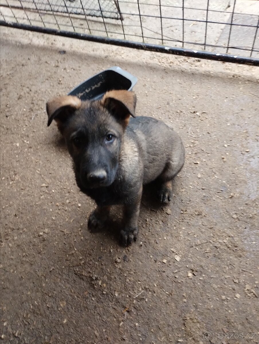 Německý ovčák - 8