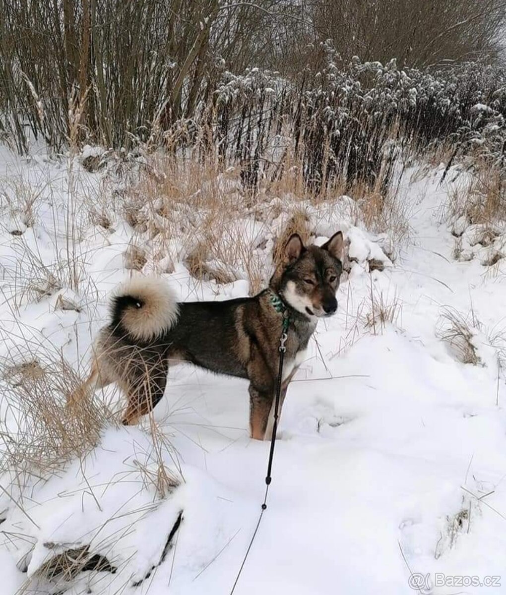 Československý vlčák - Shikoku - 8