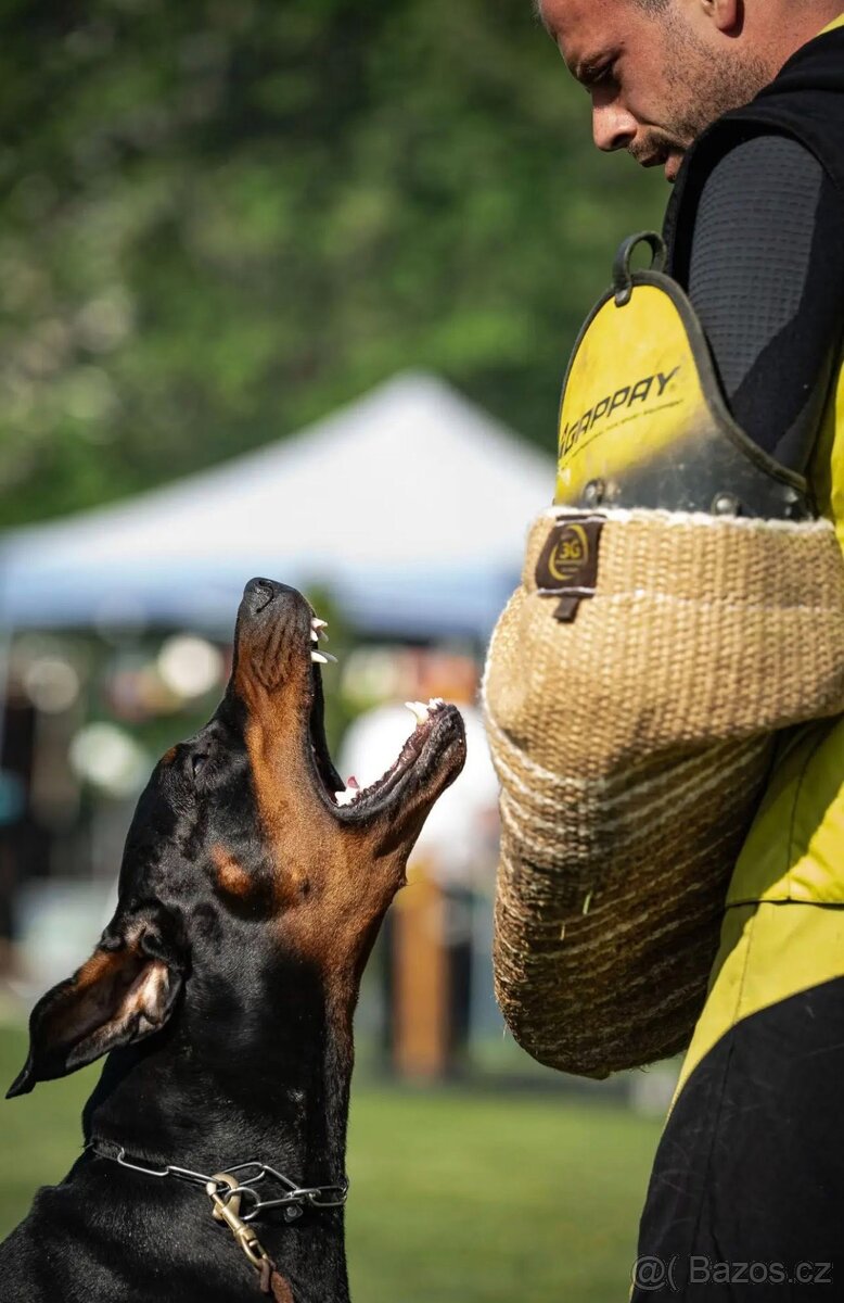 Dobrman, zdravá, krásná štěnata s PP - 8