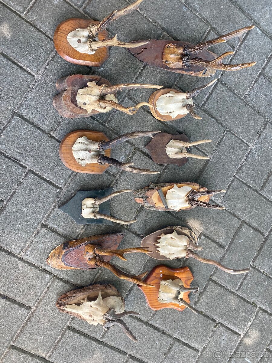 Lovecké trofeje srnčí paroží - 8