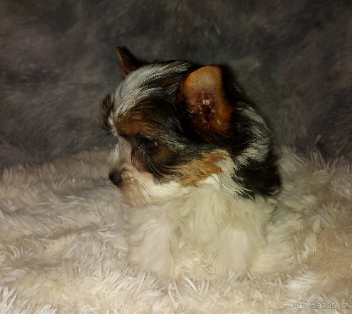 Biewer yorkshire terrier - 8