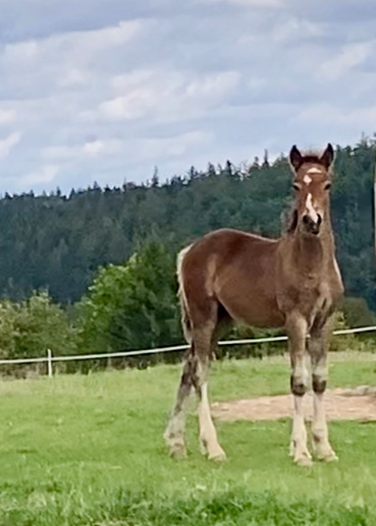 Koně od 50 tis. - Welsh Cob - 8