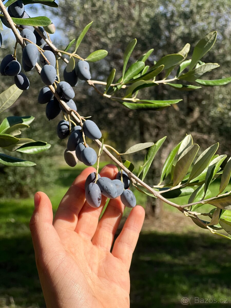 Olivový sad 9100m2 u moře - 8