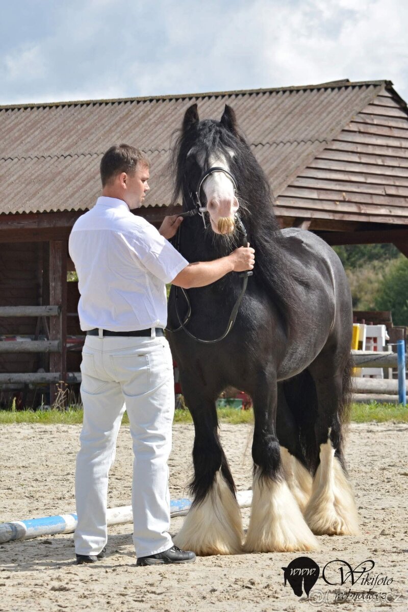 Hřebeček irský cob - 8