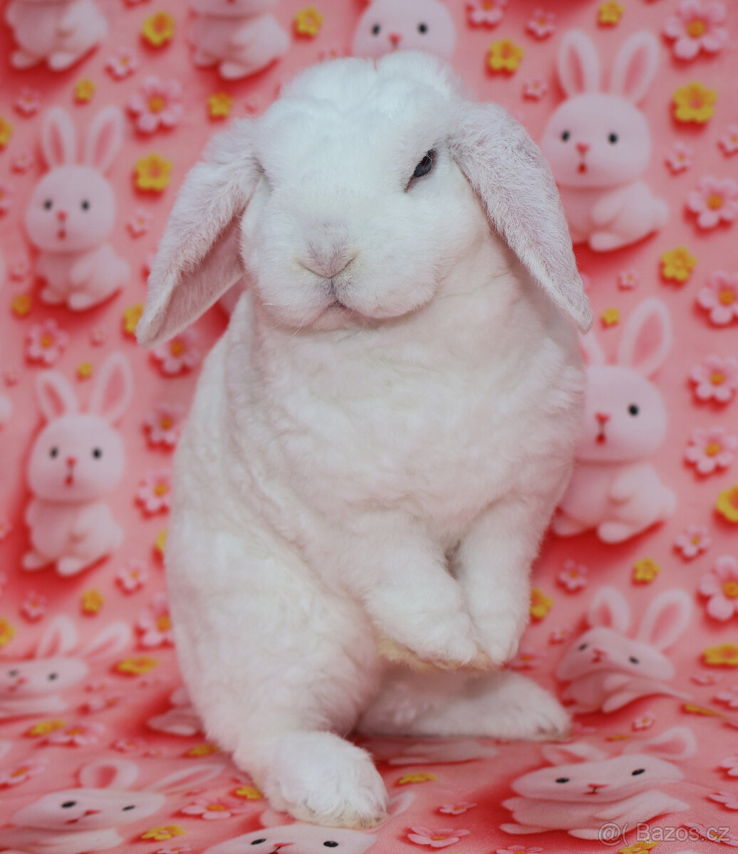 Zakrsly rex beránek , maličká modrooká samička . - 8