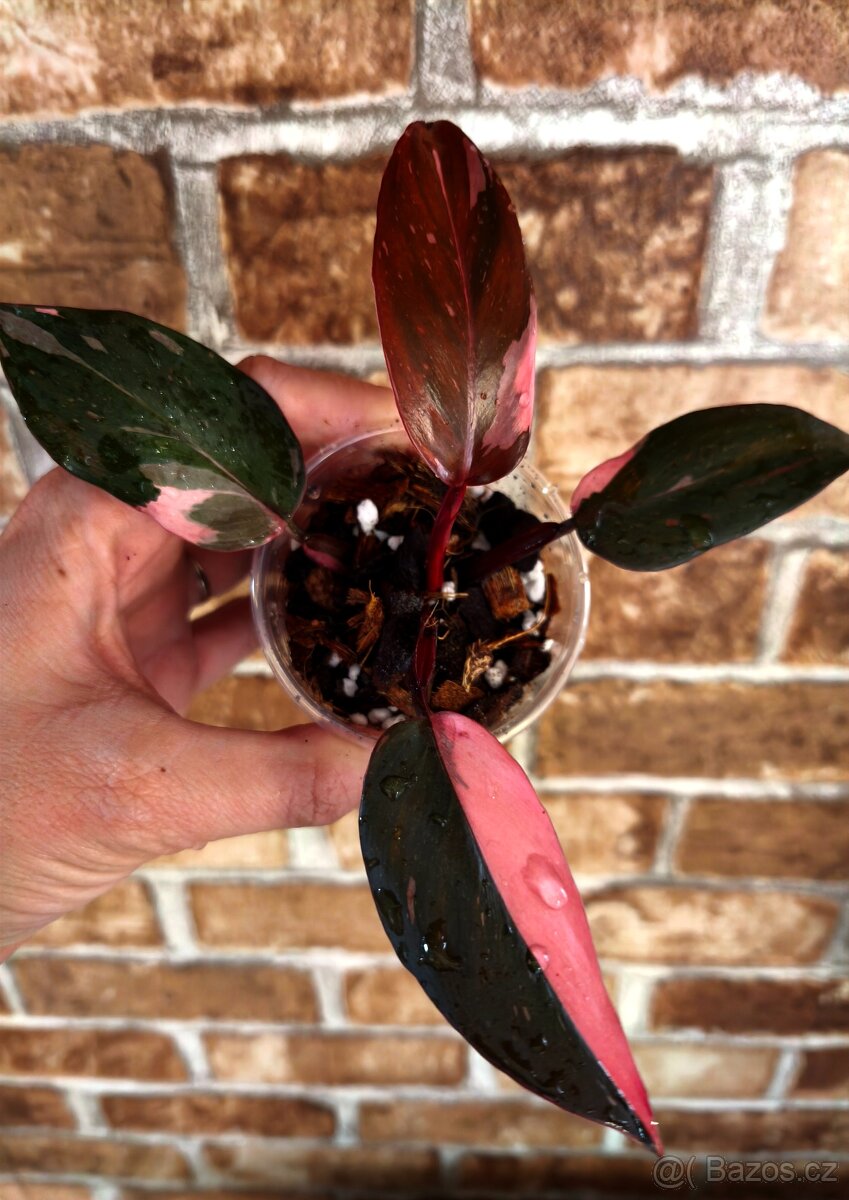 Philodendron Pink princess - 8