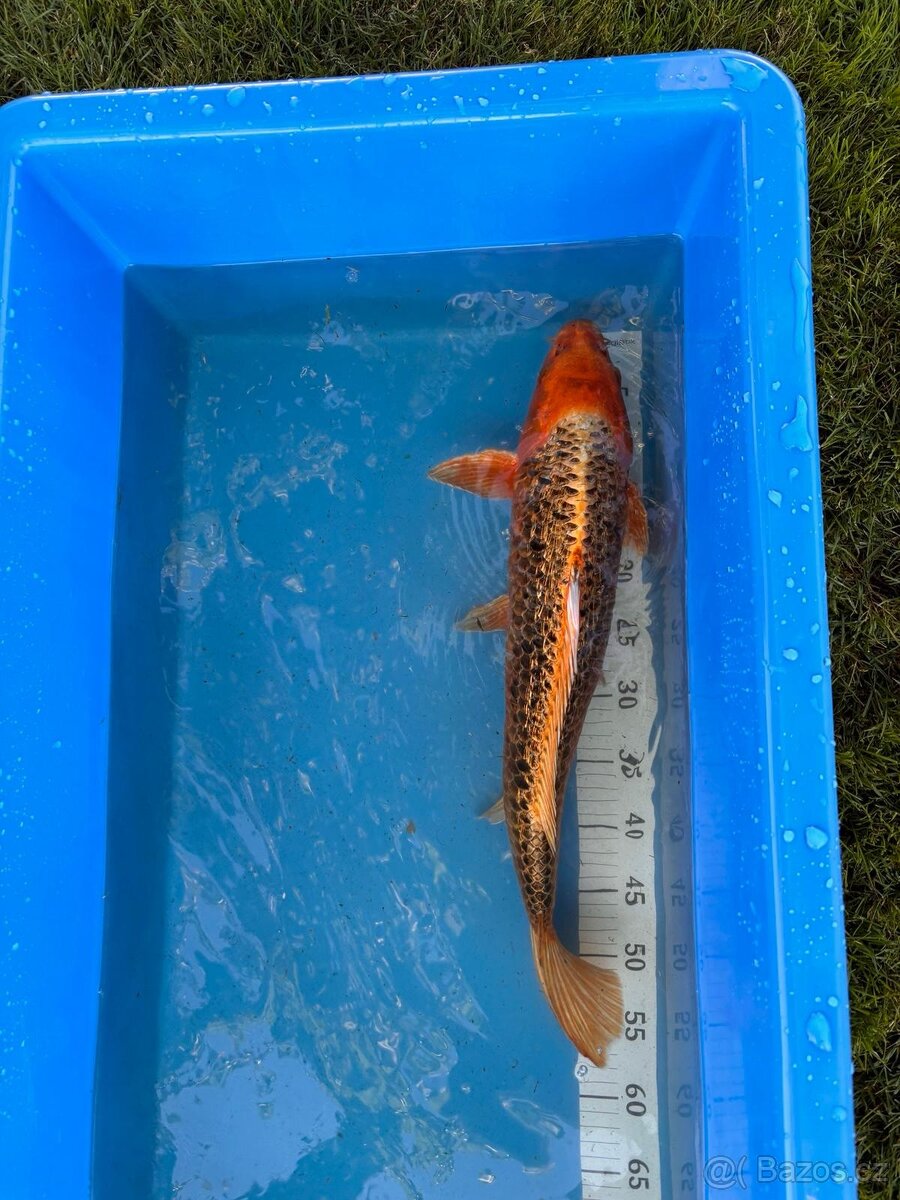 Koi - 8