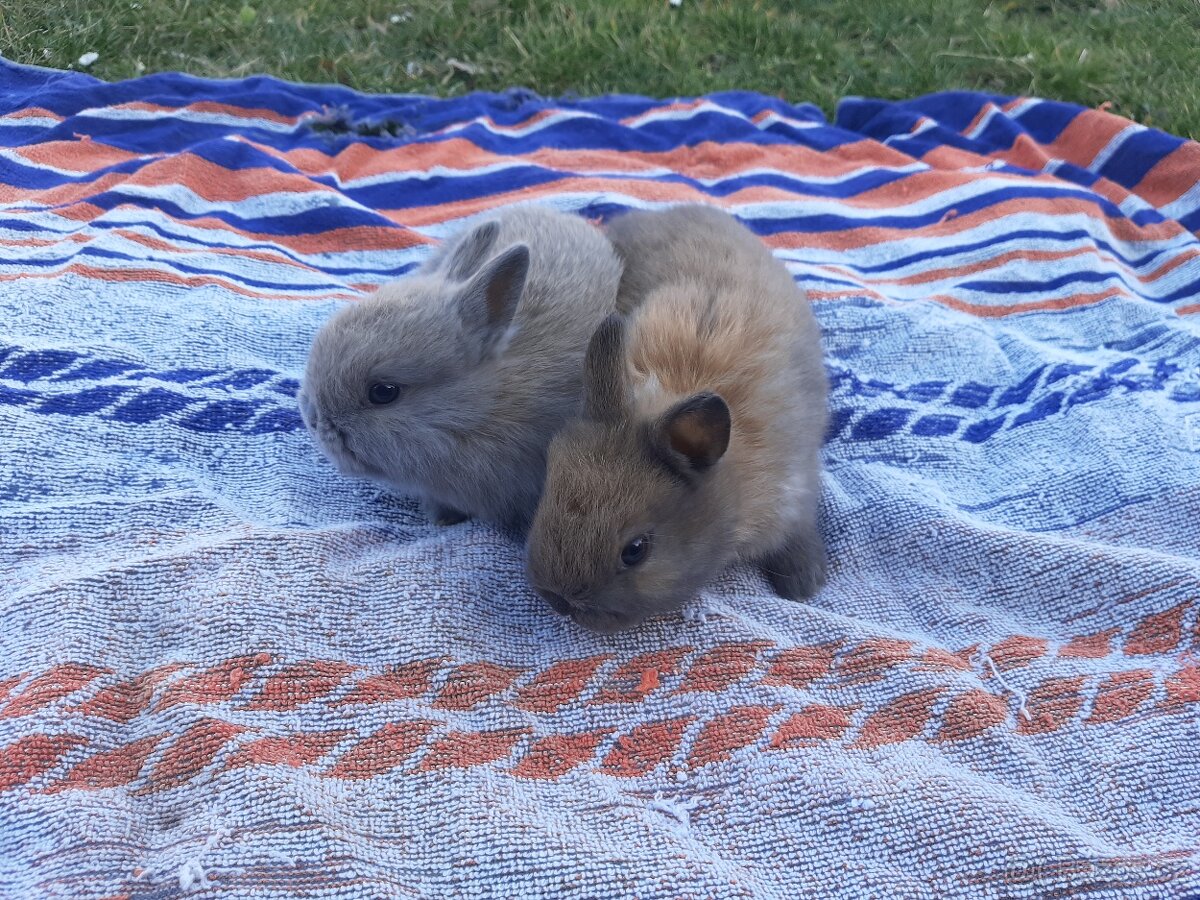 Kralicci kralicci mazlici - 8