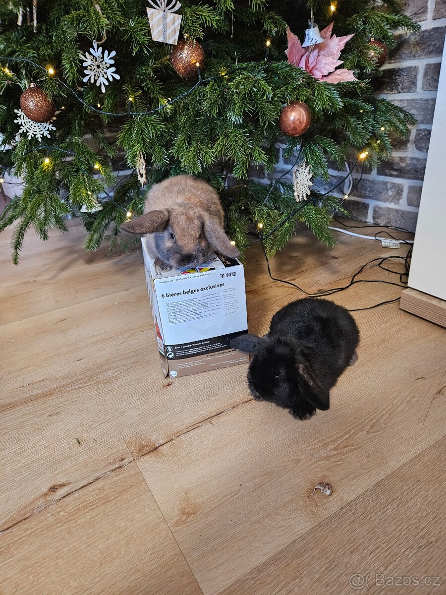 Zakrslý králík - 8