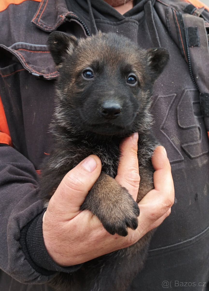 Německý ovčák - štěňata - 8