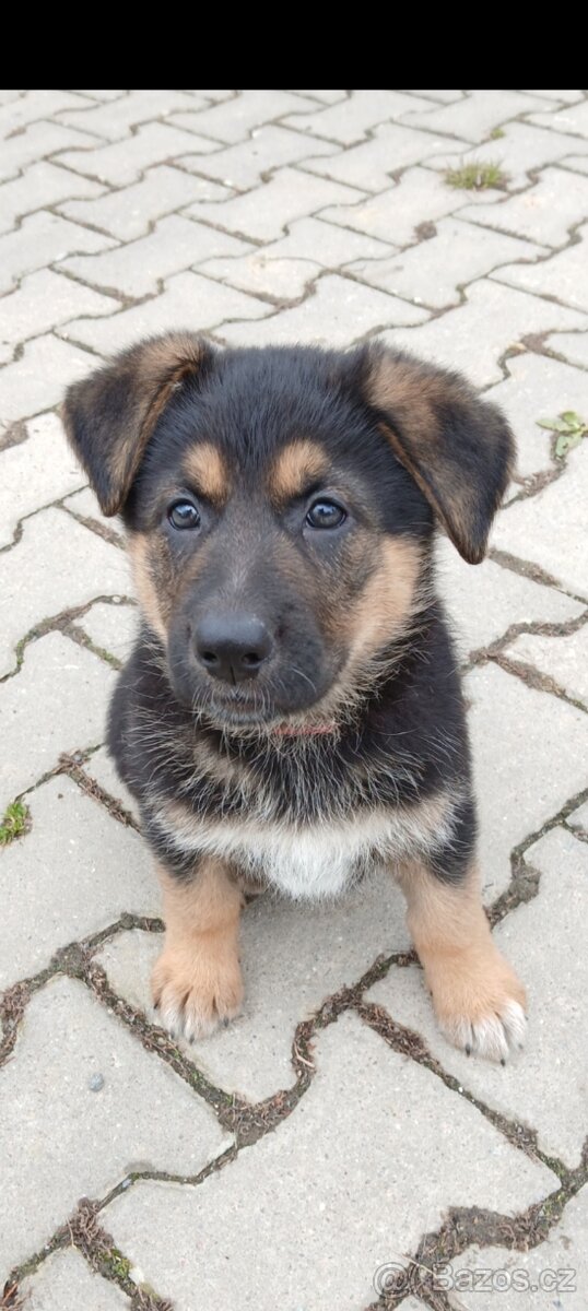 Německý ovčák-šťěně - 8