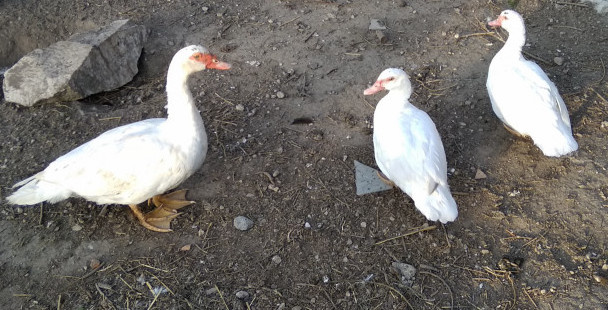 Kachny a kačery pižmovky - 8