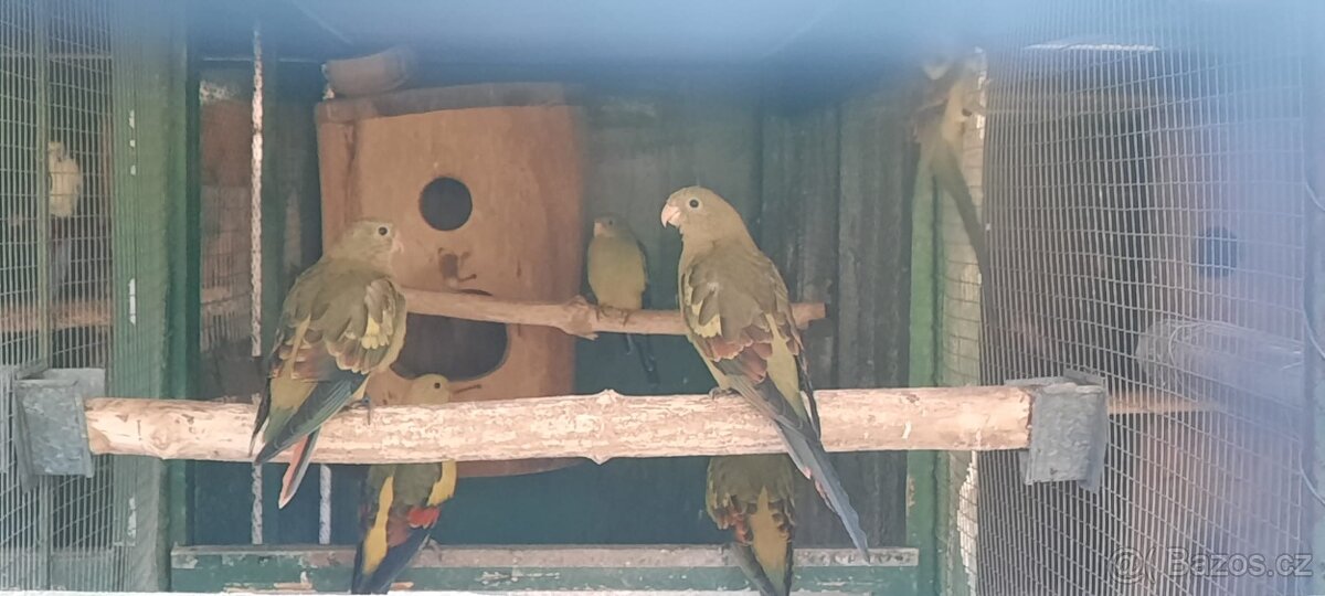 Prodám Penant červený straka, Papoušek Horský, Kakadu Růžový - 8