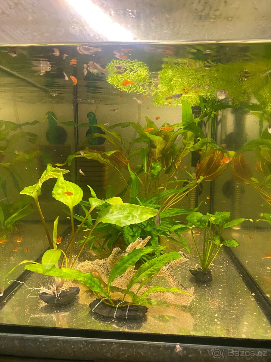 Akvarijní rostliny - 8