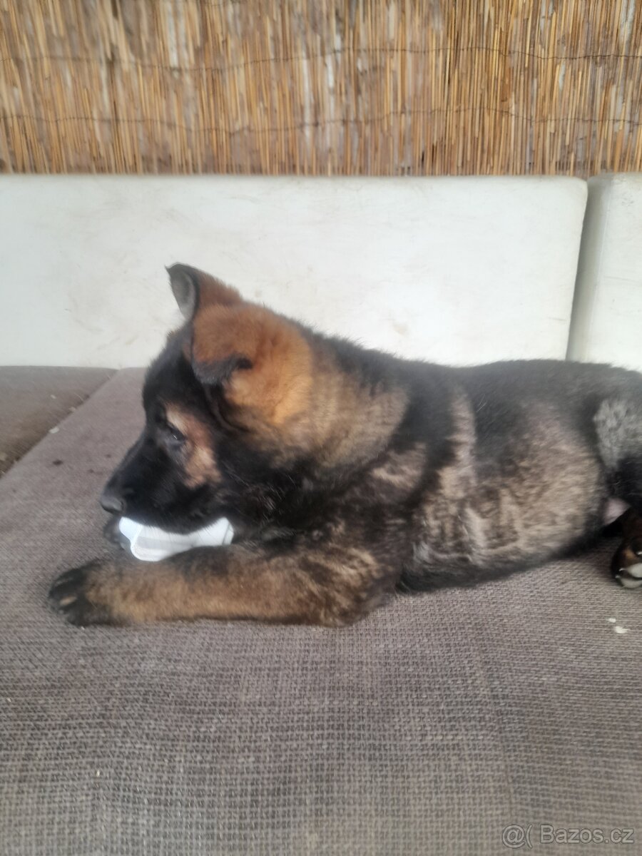 Německý ovčák - 8