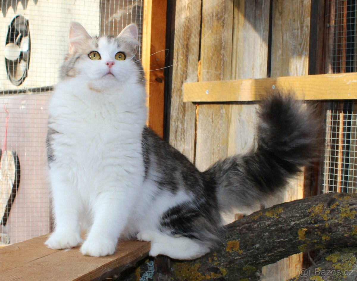 Sibiřská kočka - 8