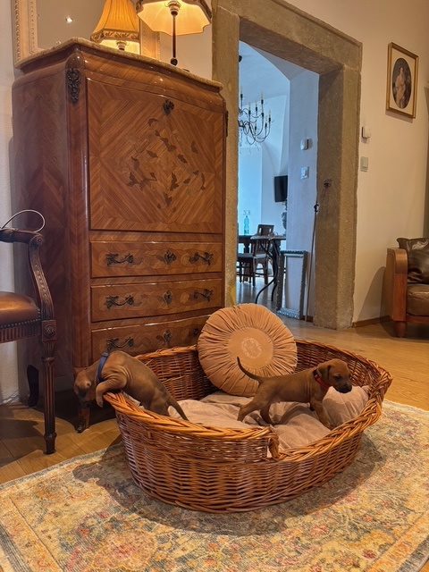 Rhodéský ridgeback s PP - 8