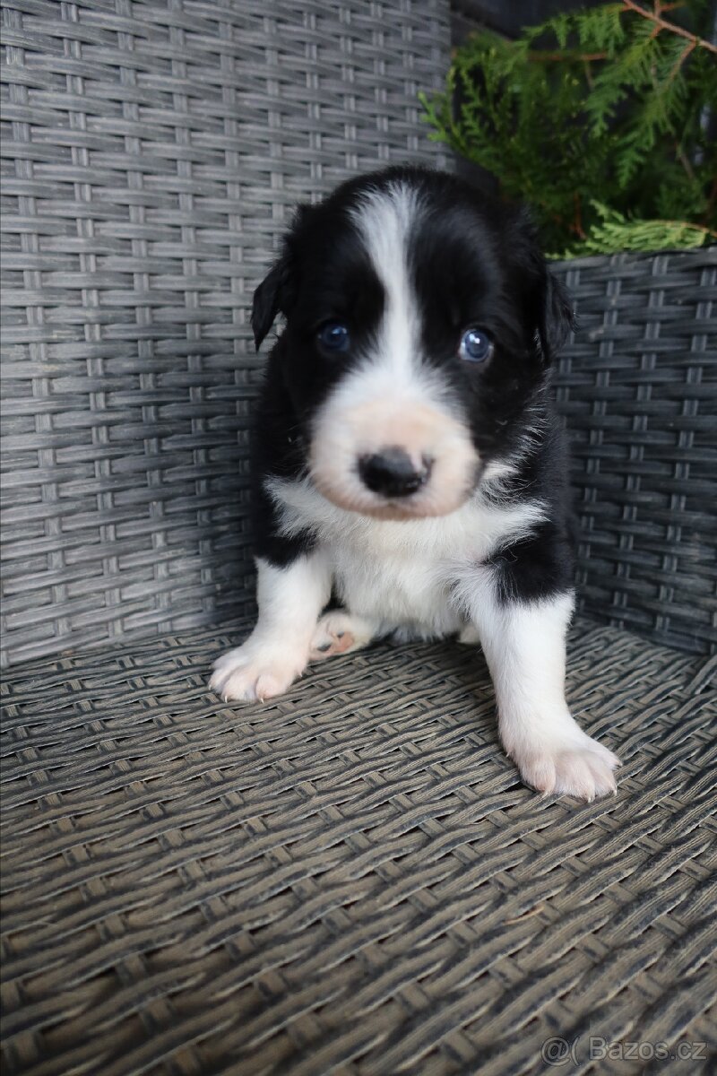 Štěňata Border kolie - 8