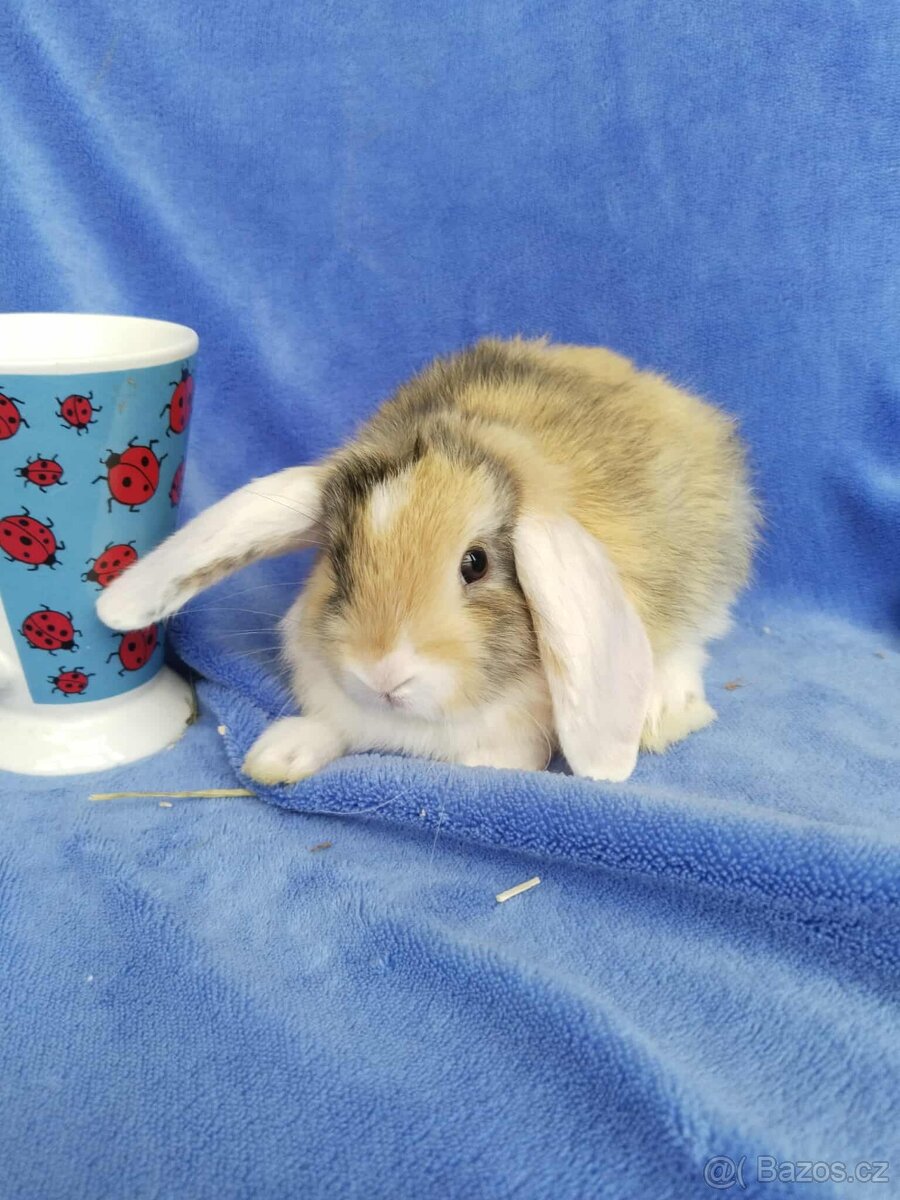 Vymazlení zakrslí králíčci - teddy, minilop, beranek - 8