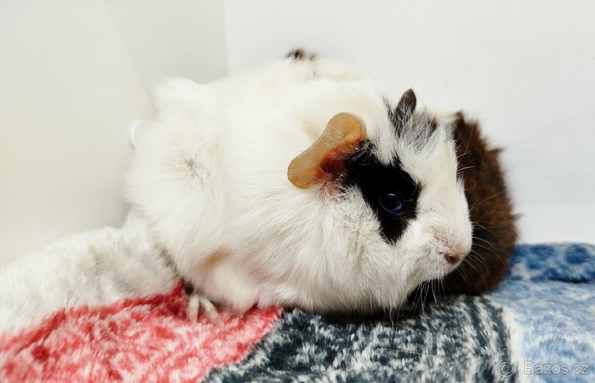 Morče, Morčata, Morčátko, Morčátka - GIGI A GINA - 8