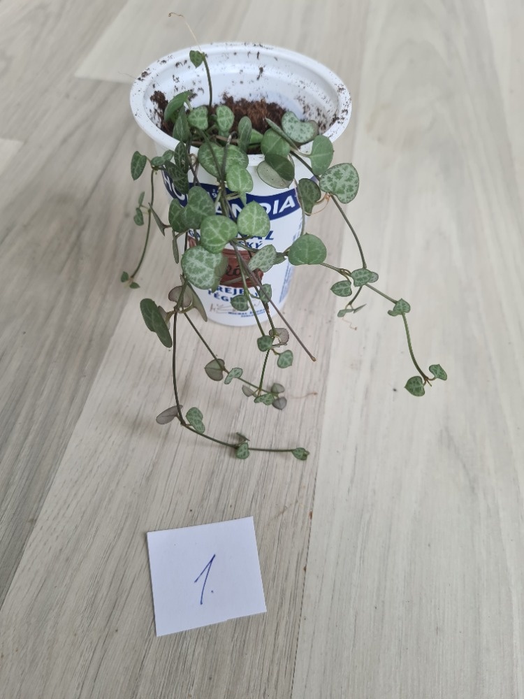 Rostliny, kytky, pokojovky - 8