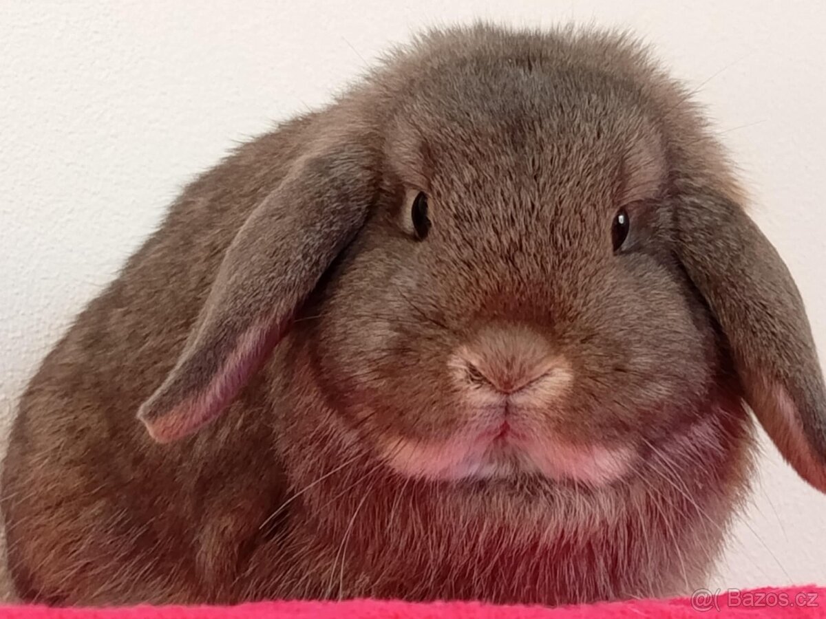 Volná samička - Anglický Zakrslý Beránek MiniLop🍑🧡 - 8