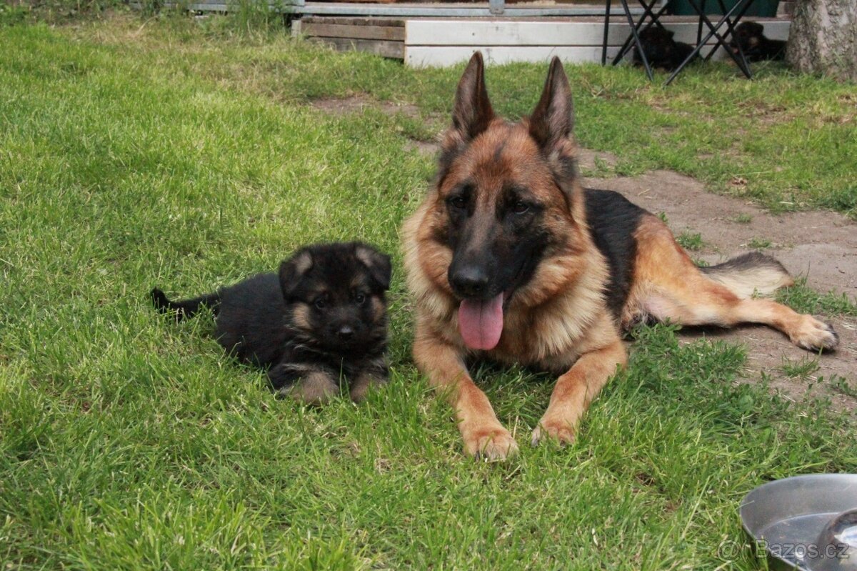 Německý ovčák - štěňata jen s PP - 8