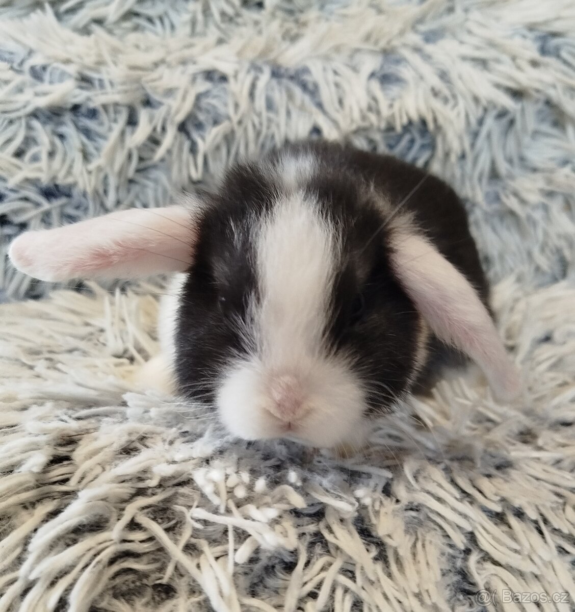 Minilop - anglický zakrslý beránek s VP - 8