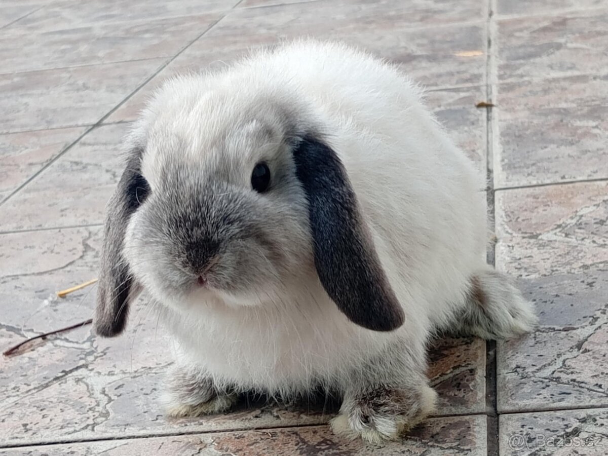 Volná samička - Anglický Zakrslý Beránek MiniLop🍑🧡 - 8